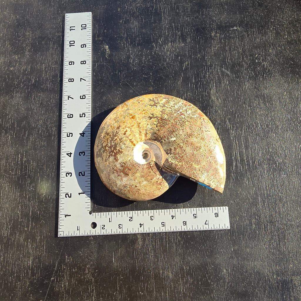 Fossils Ammonite T73