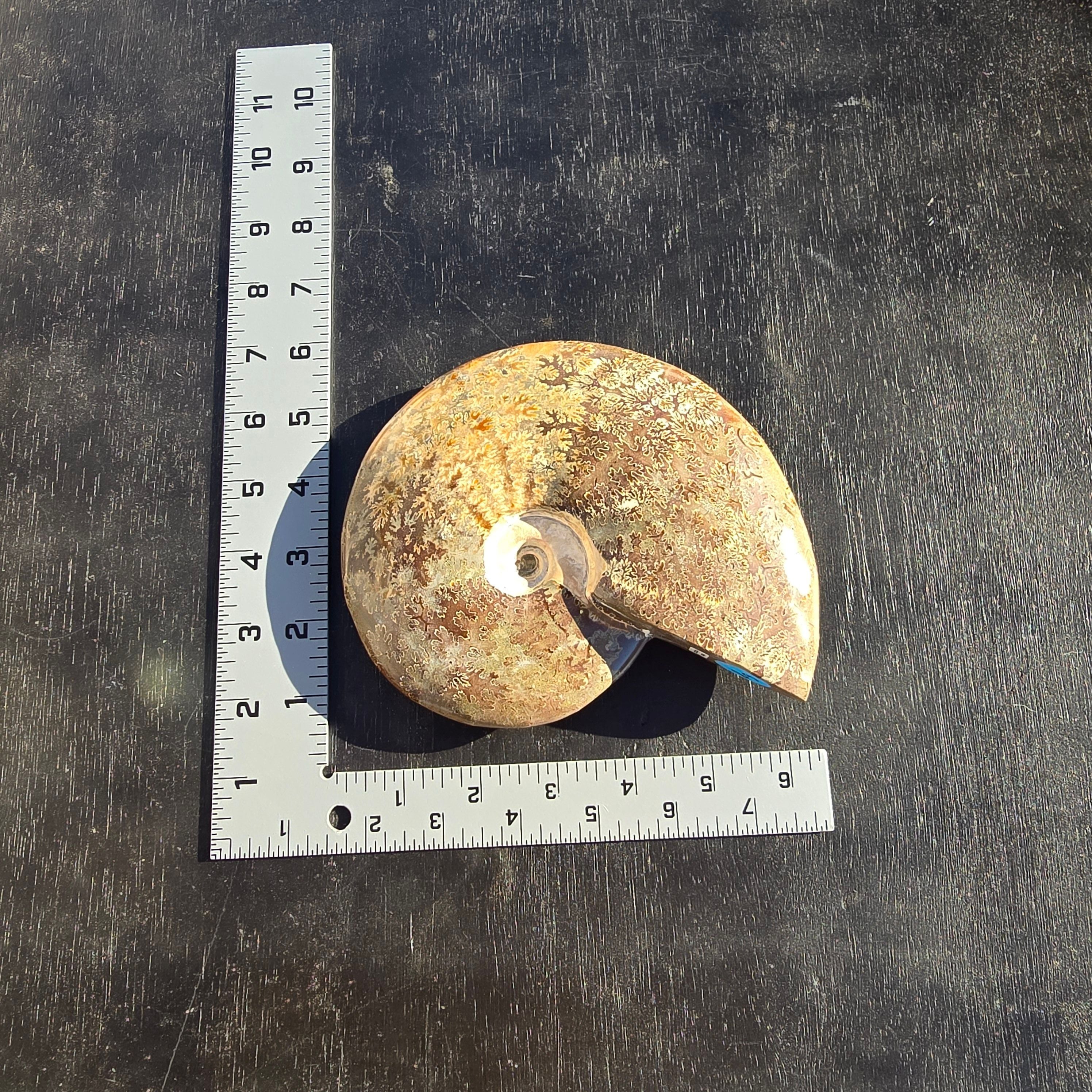 Fossils Ammonite T73