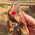 Minerals | Petrified Wood (Privet Property)