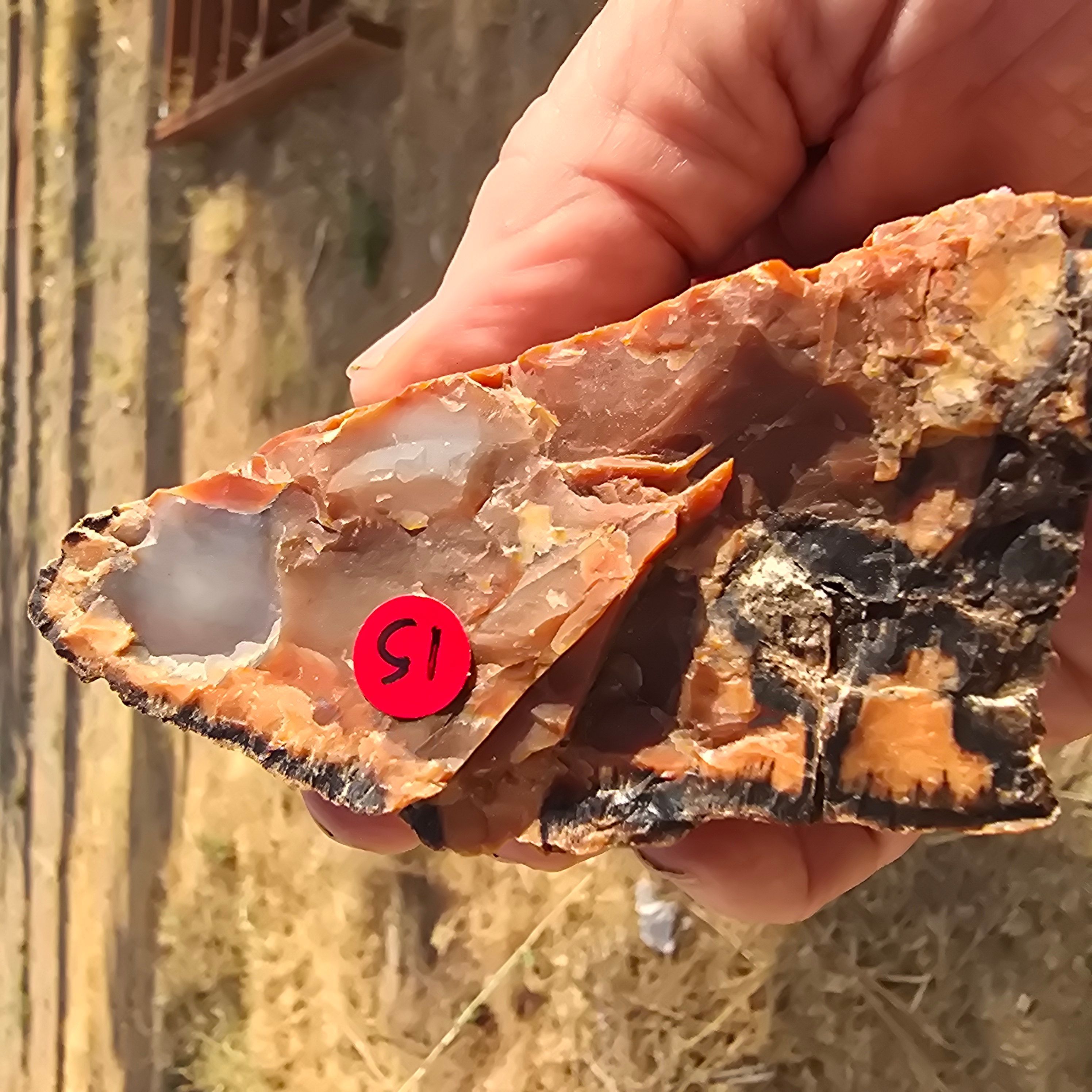 Minerals | Petrified Wood (Privet Property)