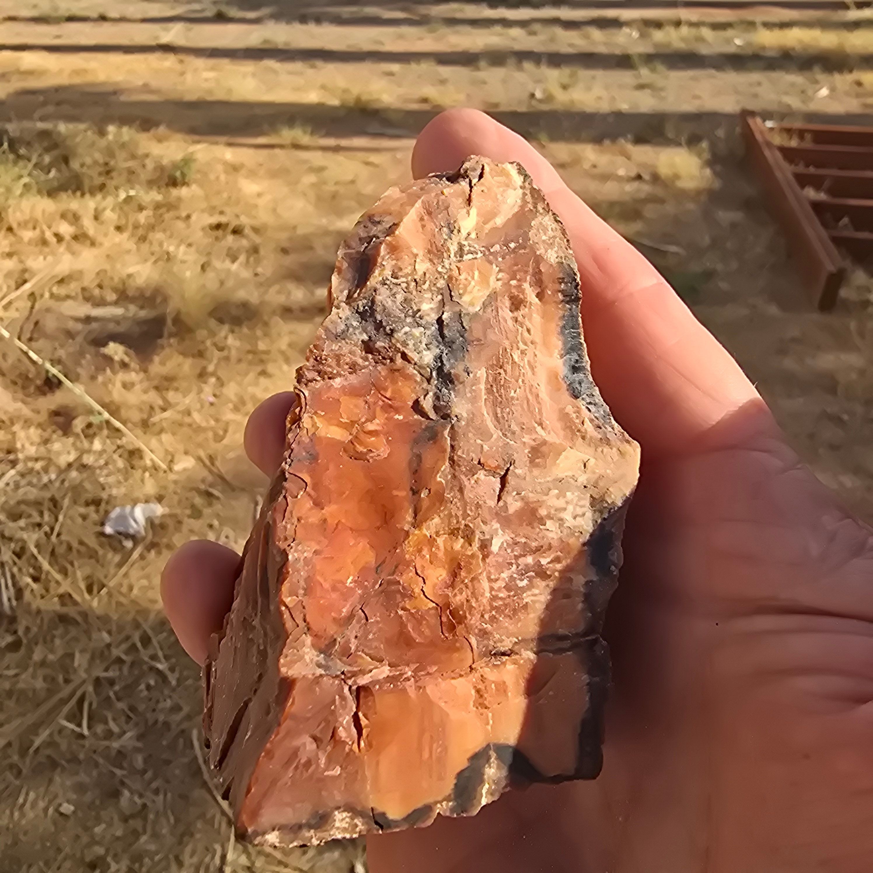 Minerals | Petrified Wood (Privet Property)
