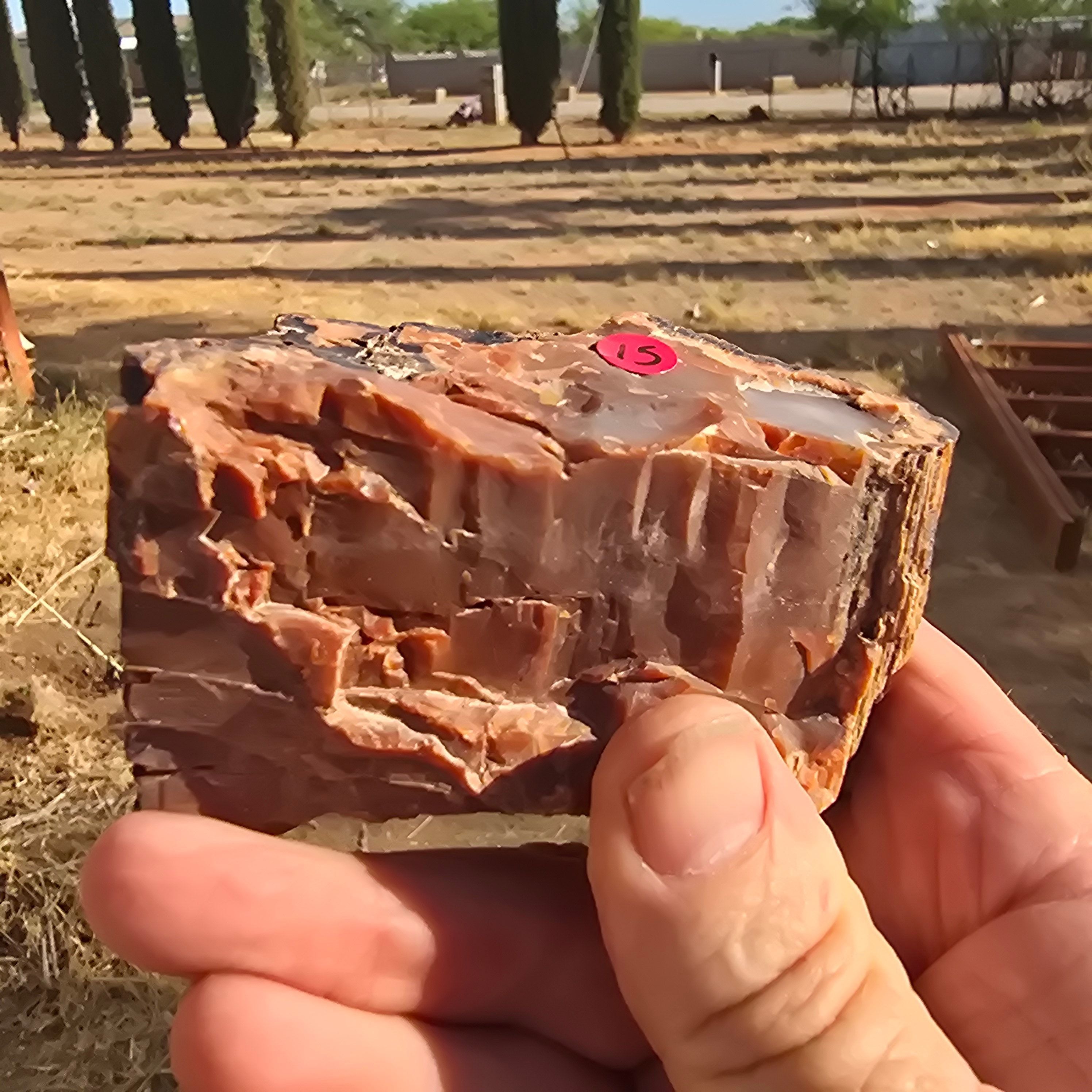 Minerals | Petrified Wood (Privet Property)
