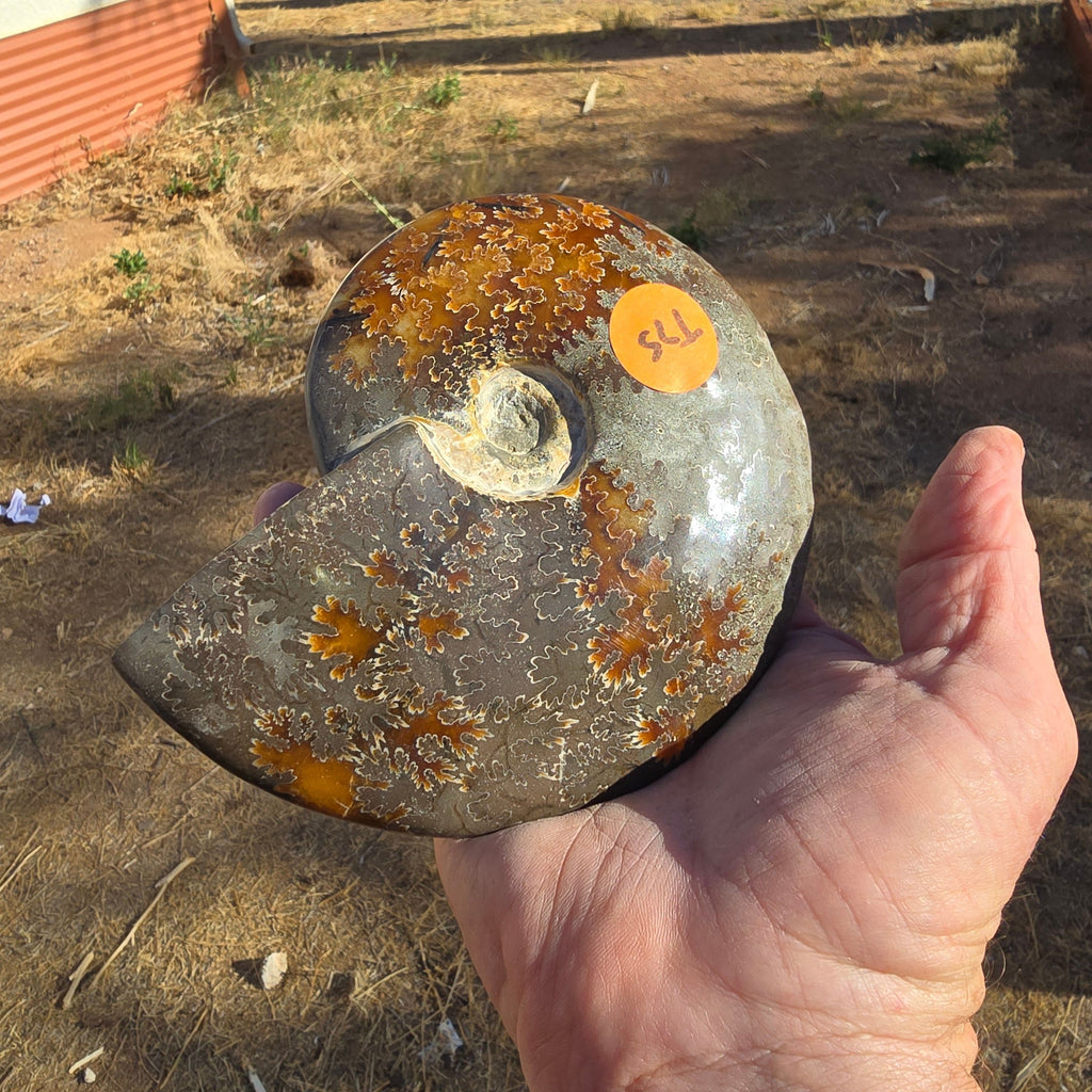 Fossils Ammonite T75